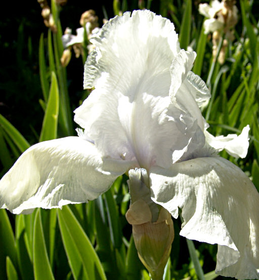 JPEG image