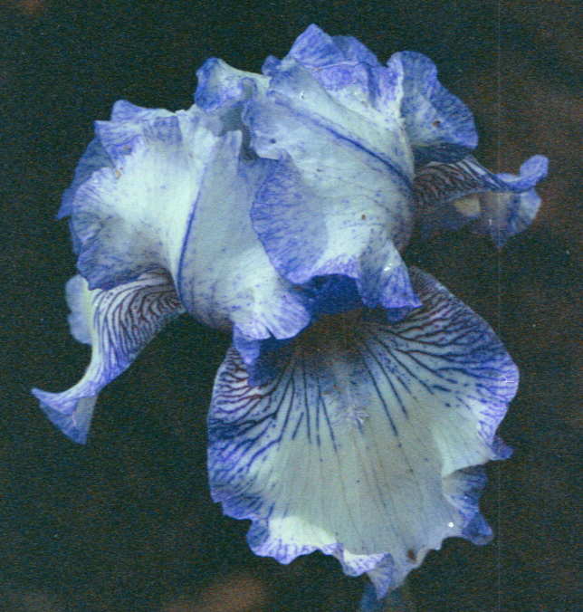 JPEG image