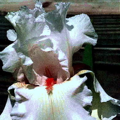 JPEG image