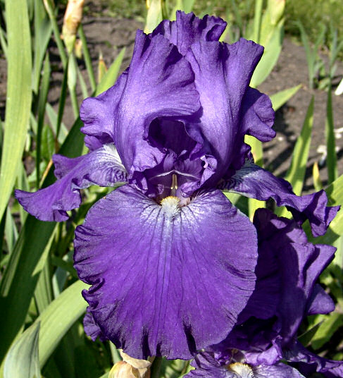 JPEG image