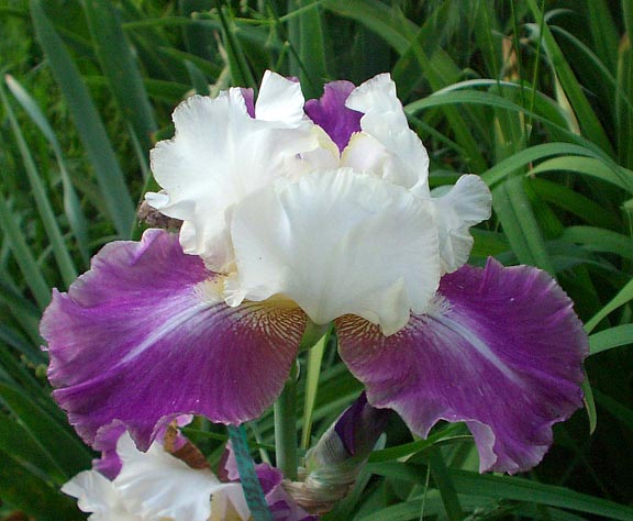 JPEG image