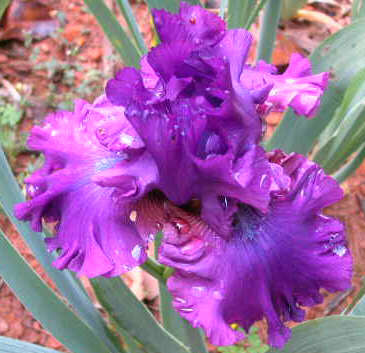 JPEG image