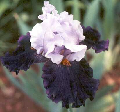 JPEG image