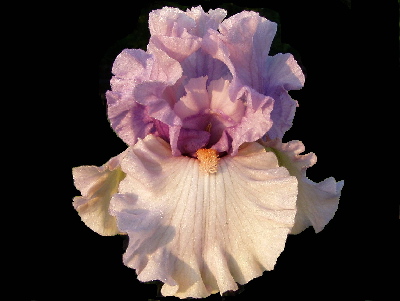 JPEG image