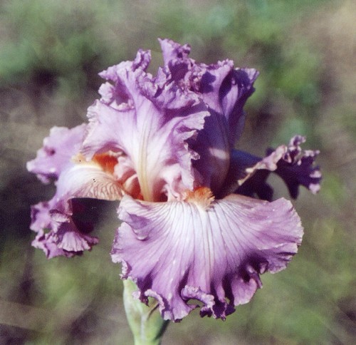 JPEG image