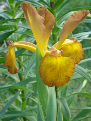 SPU: 'Missouri Autumn'