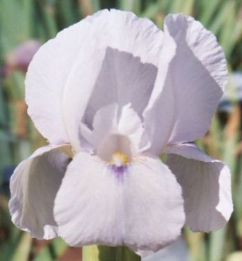 JPEG image