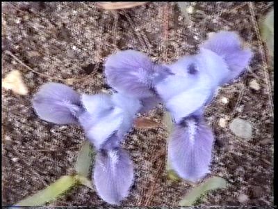 JPEG image
