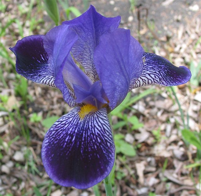 JPEG image