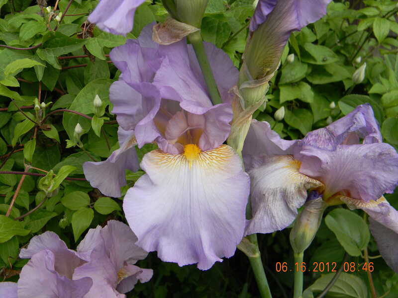 JPEG image