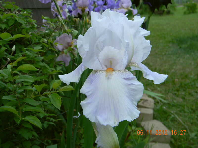 JPEG image
