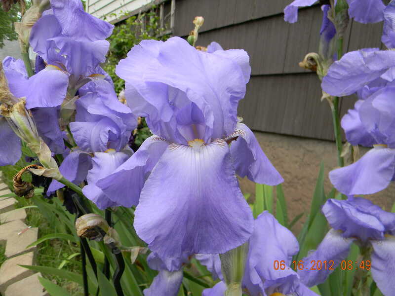 JPEG image