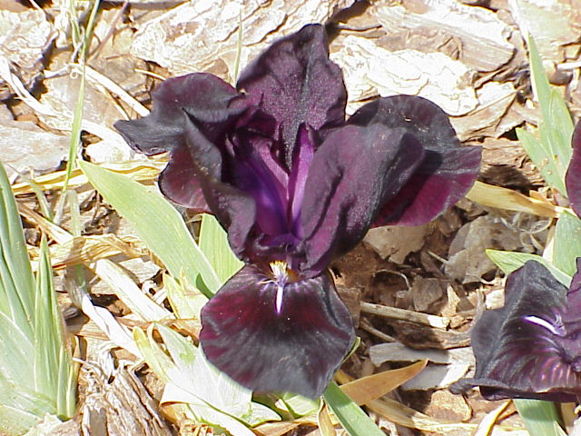JPEG image