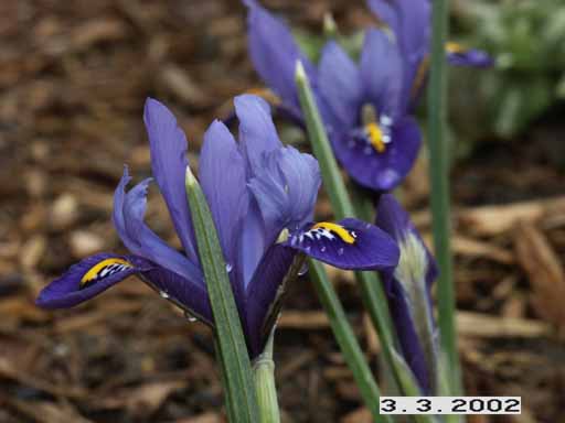 JPEG image
