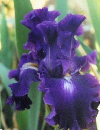 JPEG image