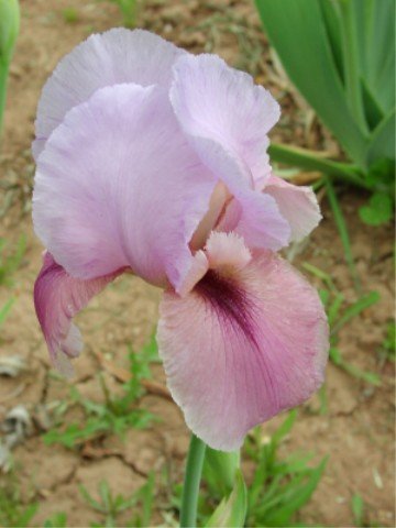 JPEG image