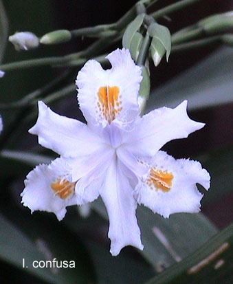JPEG image