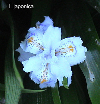 JPEG image