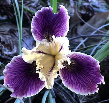 JPEG image