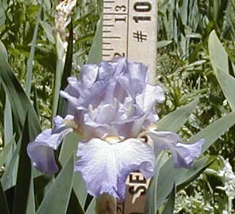 JPEG image