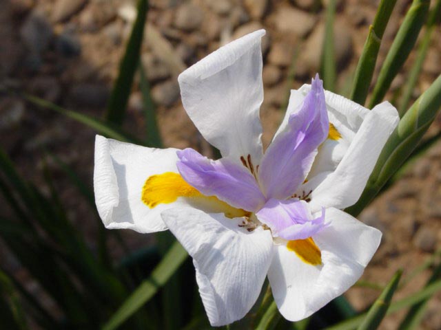 JPEG image