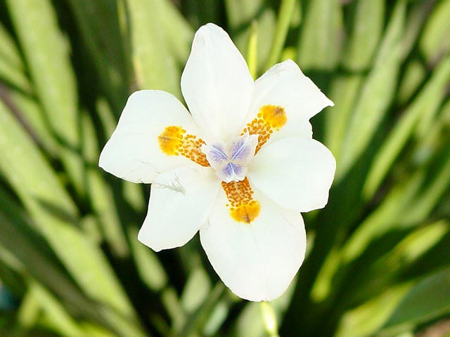 JPEG image