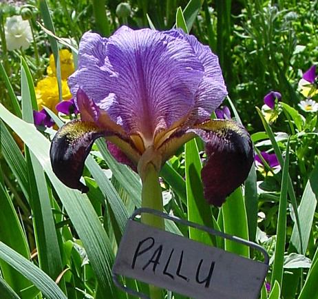 JPEG image