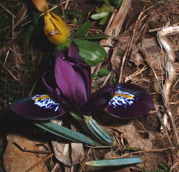 JPEG image