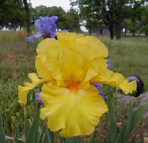 JPEG image