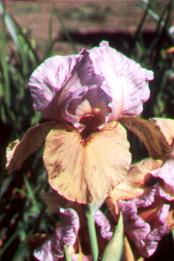 JPEG image