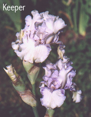 JPEG image
