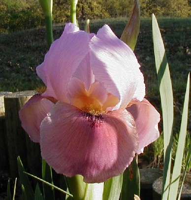 JPEG image