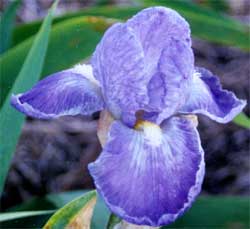 JPEG image