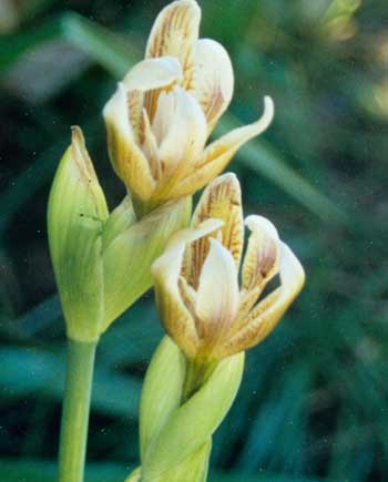 JPEG image