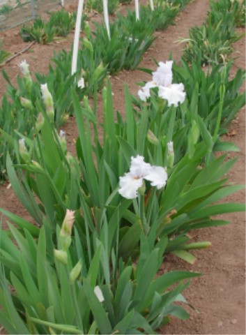 JPEG image