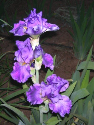 JPEG image
