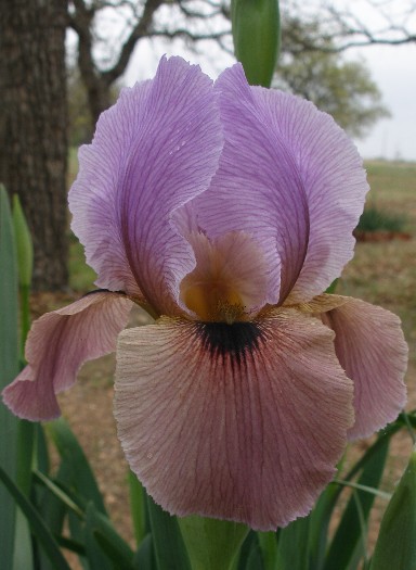 JPEG image