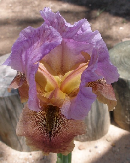 JPEG image