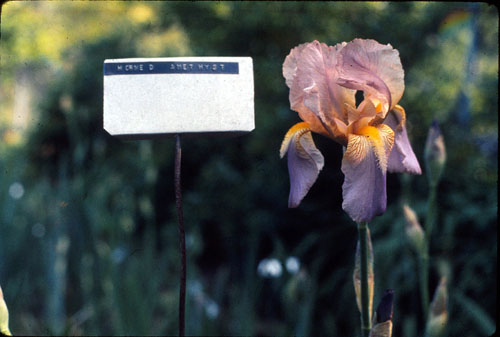 Inline image 1