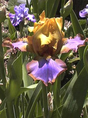 JPEG image
