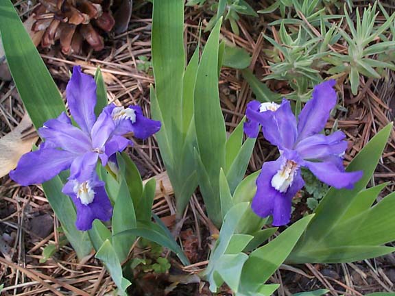 JPEG image