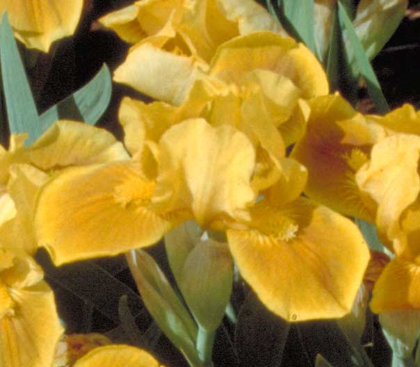 JPEG image