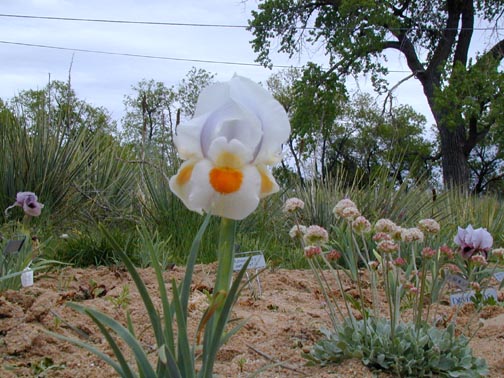 JPEG image