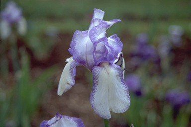 JPEG image