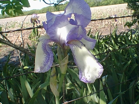 JPEG image