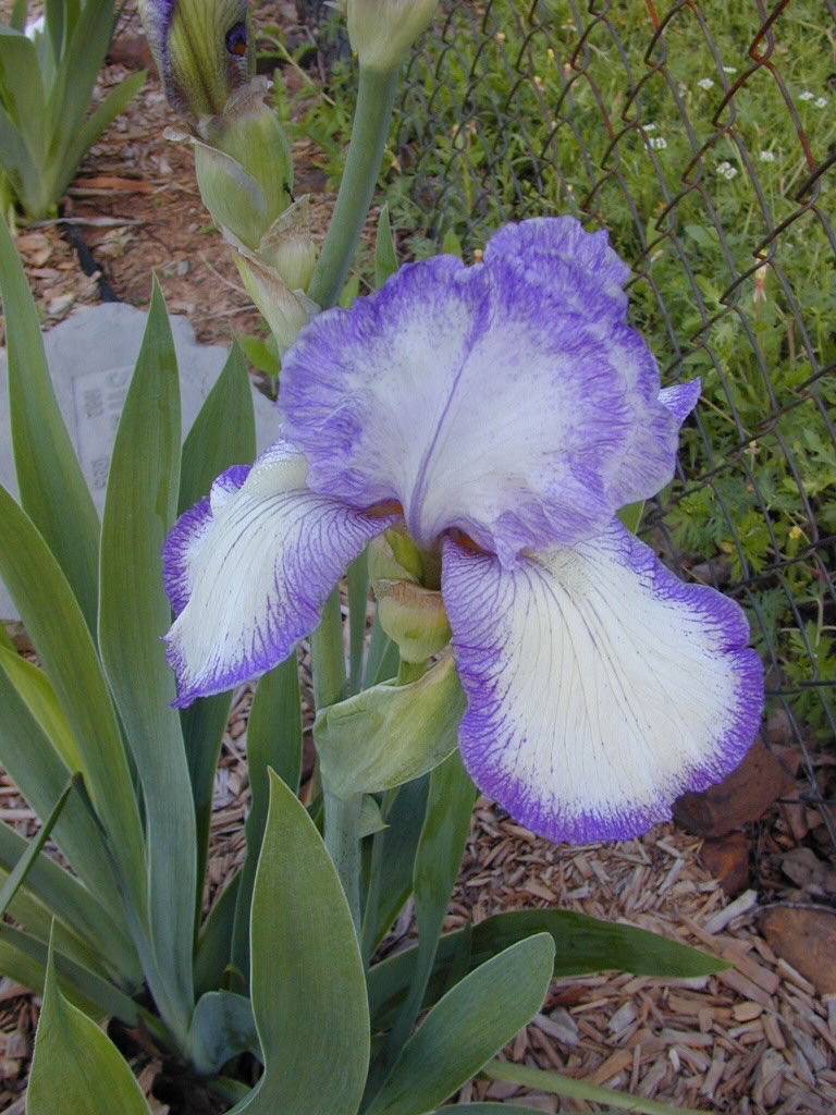 JPEG image
