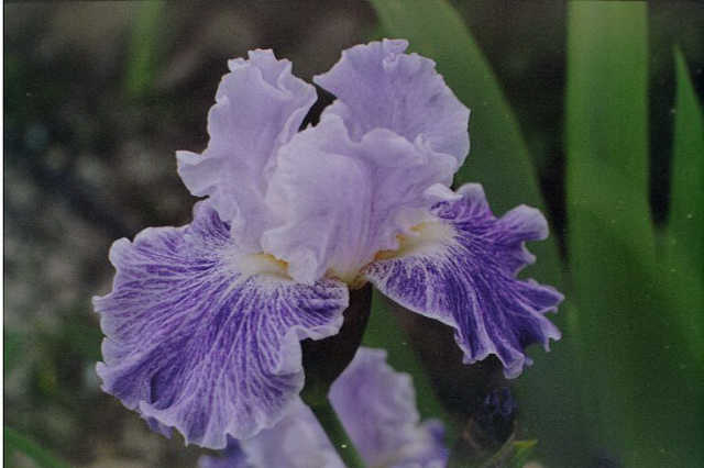 JPEG image