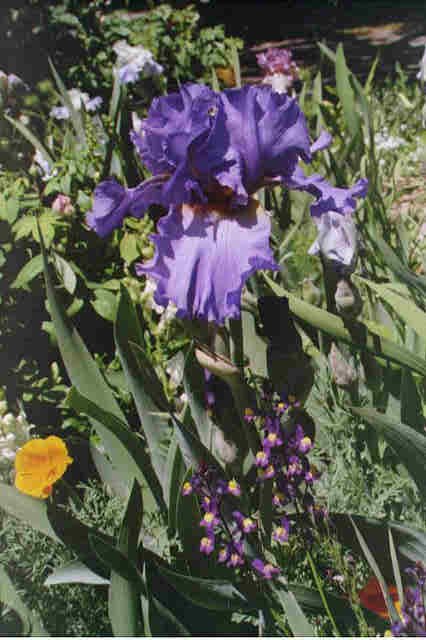 JPEG image