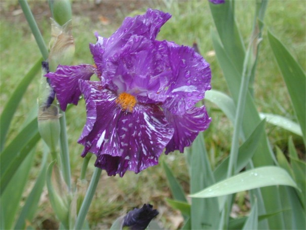 JPEG image
