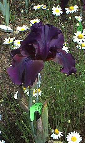 JPEG image
